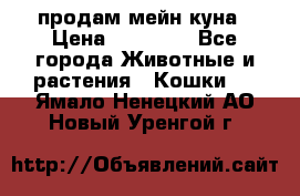 продам мейн куна › Цена ­ 15 000 - Все города Животные и растения » Кошки   . Ямало-Ненецкий АО,Новый Уренгой г.